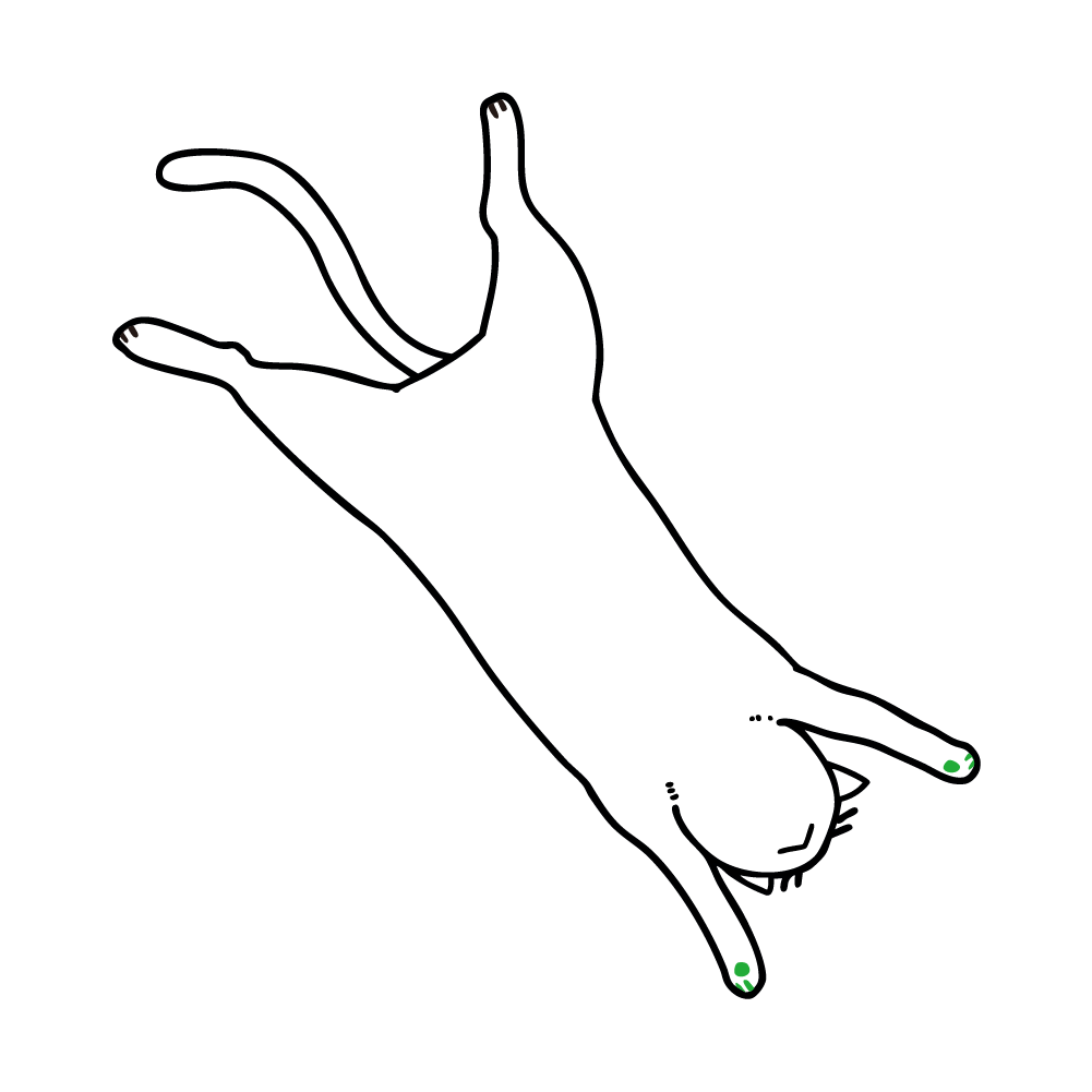 cat-104